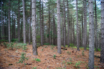 Il bosco di Foresta Fiorentini