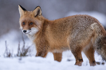 Obraz premium Red fox portrait in winter scenery