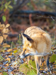 The red fox Vulpes vulpes walks along a path in the forest.