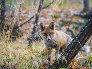 The red fox Vulpes vulpes walks along a path in the forest.