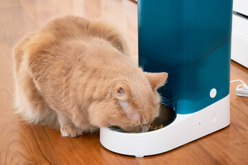 Close up on adorable and beautiful cat eating from the bowl of the remote controlled automatic...