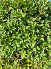 Fondo natural con detalle y textura de multitud de hojas de tonos verdes