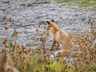 Close up of a red fox Vulpes vulpes, sitting on a path in the forest.