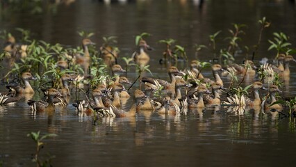 Scenic shot of a group of whistling ducks sitting in a pond together