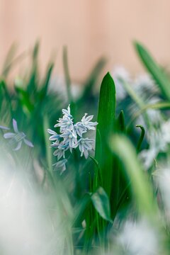 Vertical shot of a beautiful pushkinia flower in a garden