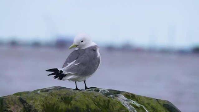Seagull kittiwake cleans feathers (preen). Kamchatka. Super slow motion 1000 fps