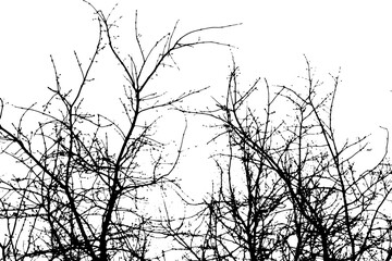 Tree branch silhouette on transparent background