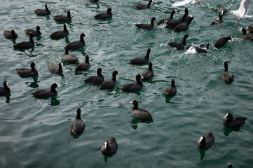 Community of Cormorant Birds in the Middle of the Sea
