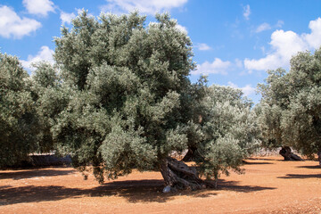 Olivos centenarios en las proximidades de Monopoli, Italia. Árboles con los troncos retorcidos y engrosados con el paso de los años para obtener aceitunas y aceite de oliva de gran calidad.