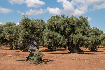 Olivos centenarios en las proximidades de Monopoli, Italia. Árboles con los troncos retorcidos y...