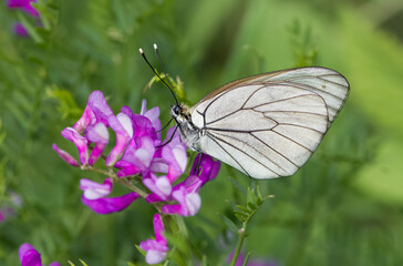 Photos of various butterflies feeding on flowers