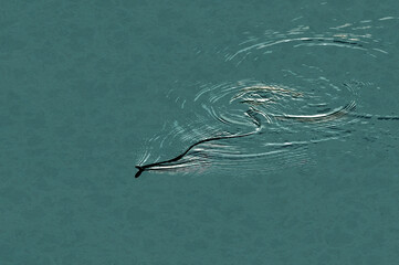 Ilustracja zaskroniec wijący się na wodzie. - obrazy, fototapety, plakaty