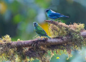 Black-capped Tanager