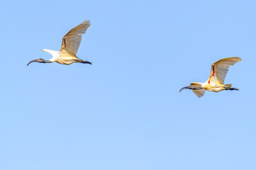 Black headed Ibis pair in air in blue sky