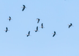 A Flock of painted stork in air