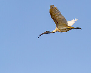 Obraz premium A Black headed Ibis in V shape wing flight in sky