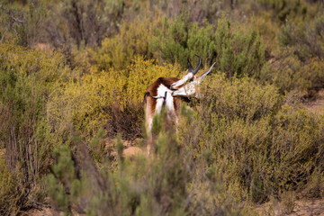 antelope in the desert. South Africa