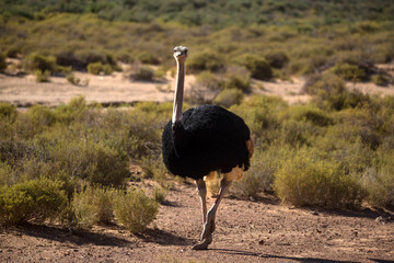 Naklejka premium ostrich in the desert. South Africa