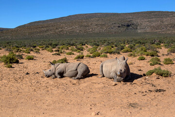 rhinos and the south african desert