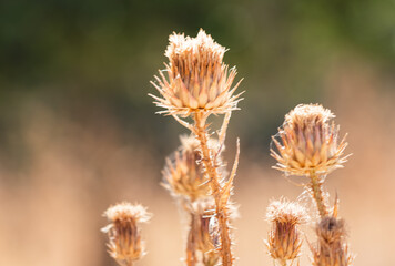 Obraz premium Couleur d'or sous un soleil de plomb