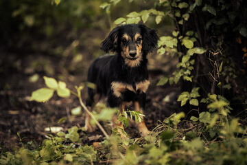 Dog shelter puppy portrait