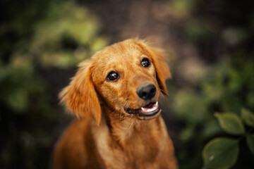 Dog shelter puppy portrait