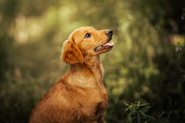 Dog shelter puppy portrait