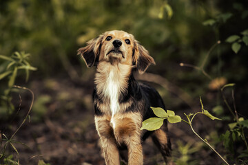 Dog shelter puppy portrait