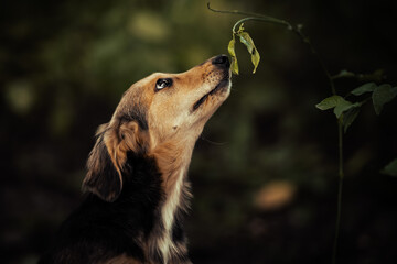 Dog shelter puppy portrait