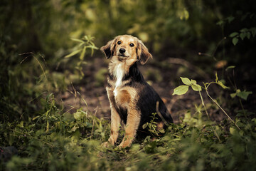 Dog shelter puppy portrait