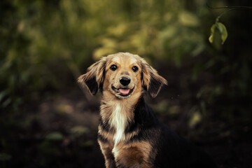 Dog shelter puppy portrait