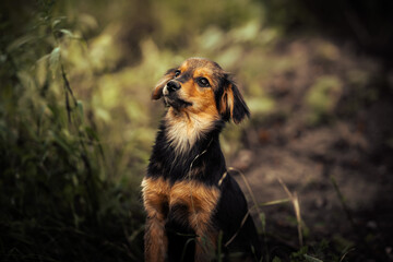Dog shelter puppy portrait