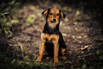 Dog shelter puppy portrait