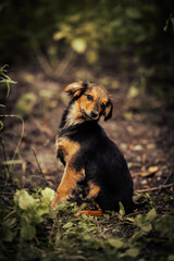 Dog shelter puppy portrait