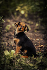 Dog shelter puppy portrait