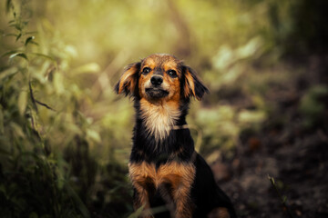 Dog shelter puppy portrait