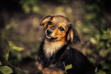 Dog shelter puppy portrait