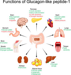 GLP-1. Functions of Glucagon-like peptide-1 - obrazy, fototapety, plakaty
