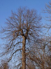huge leafloss trees in park and blue sky