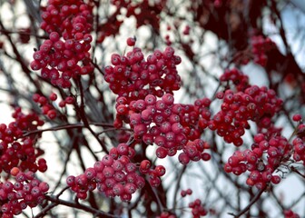 corymbs red fruits of sorbus intermedia tree close up