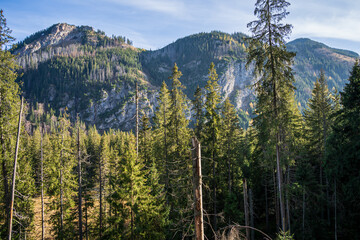 Mountains and pine trees beautiful landscape in High Tatras National Park near Zakopane, Poland.
