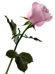pretty pink rose isolated close up