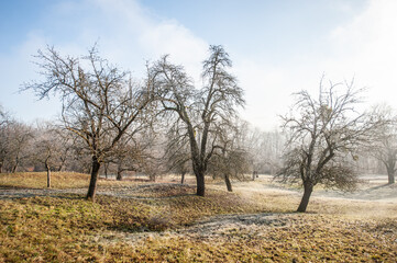 Kahle Bäume auf frostbedeckter Streuobstwiese bei Neckartenzlingen