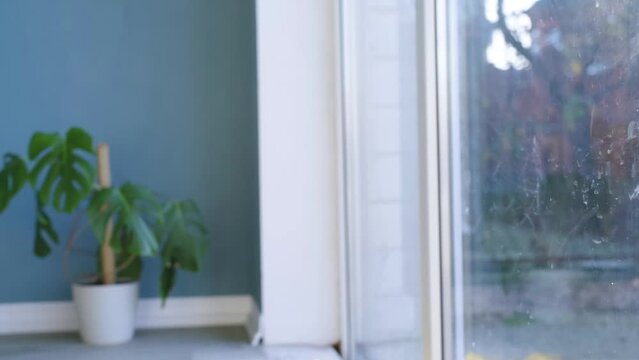 mixed breed dog barking and yelping looking to the window, pet care