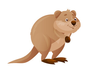 Funny Quokka as Short-tailed Scrub Wallaby with Rounded Ears Standing on Hind Legs and Smiling Vector Illustration