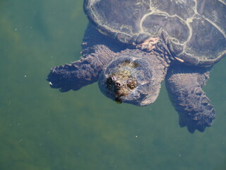 A snapping turtle gets up close.