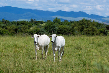 Obraz premium Nelore cattle in green pasture with hill and cloud sky on background. Brazil