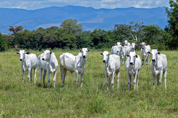 Fototapeta premium Nelore cattle in green pasture with hill and cloud sky on background. Brazil