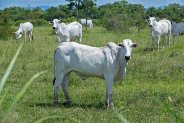 Obraz na płótnie Canvas Nellore cattle steers on green pasture on countryside. Brazil