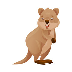 Funny Quokka as Short-tailed Scrub Wallaby with Rounded Ears Standing on Hind Legs and Smiling Vector Illustration